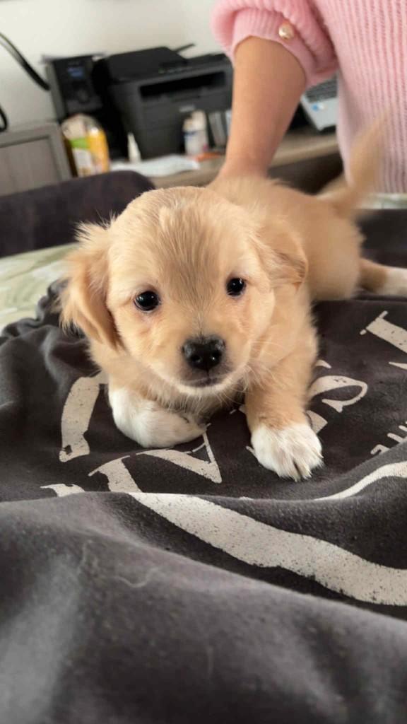 chihuahua pups, Animaux & Accessoires, Chiens | Chihuahuas & Chiens de compagnie, Plusieurs animaux, Chihuahua, Éleveur | Loisir