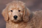 Prachtige medium Labradoodle pups, met stamboom, Dieren en Toebehoren, Parvo, België, Overige rassen, 8 tot 15 weken