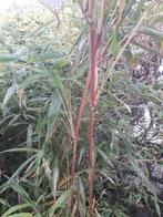 Gratis rode,zwarte en groene bamboe, Jardin & Terrasse, Plantes | Jardin, Enlèvement