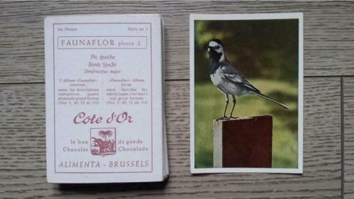 Côte d'Or - Faunaflor - Alimenta-Brussels - Chocolat, Hobby & Loisirs créatifs, Jeux de cartes à collectionner | Autre, Utilisé