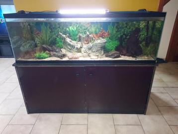 Aquarium 300 L prêt à démarer avec accessoires disponible aux enchères