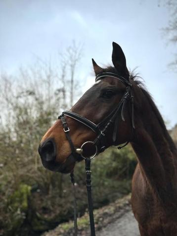 Merrie 13 jaar, Vermifugé, 11 ans ou plus, Moins de 160 cm, L