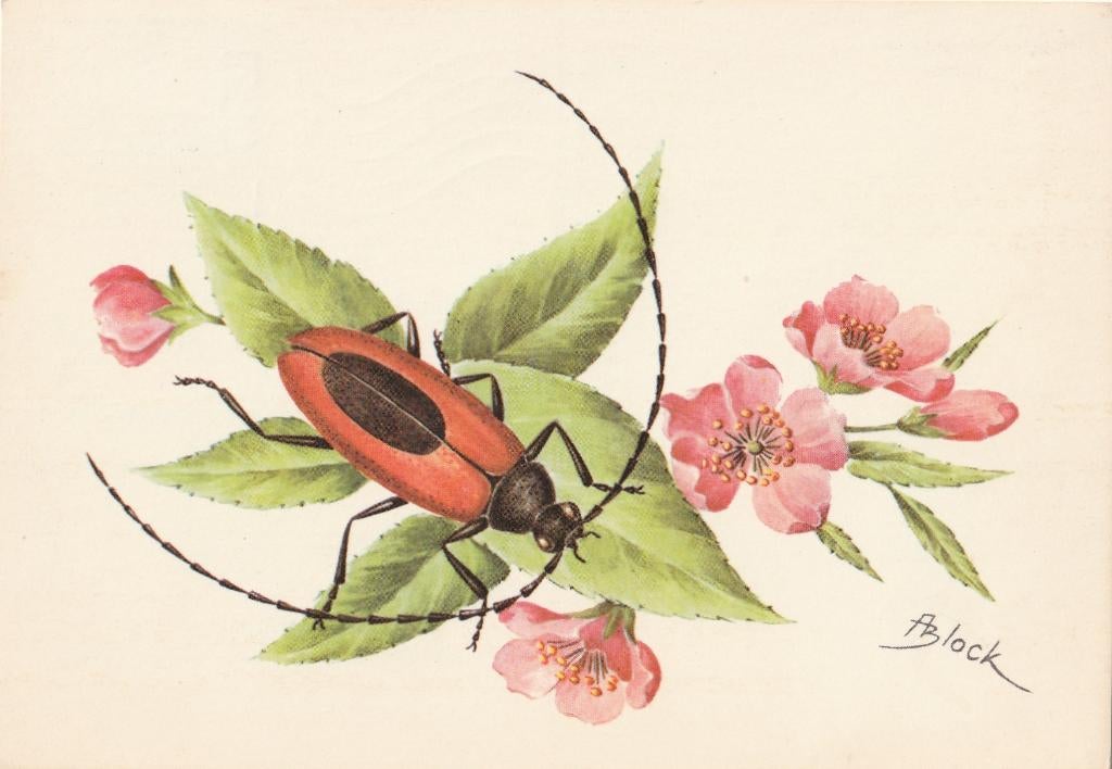 EUROPESE  BOKTOR, Verzamelen, Postkaarten | Dieren, Verzenden, 1960 tot 1980, Gelopen, Overige soorten