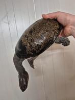 Tortue à cou de serpent, Animaux & Accessoires