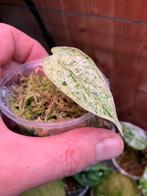 Alocasia Dragon Scale Mint Variegata, Enlèvement