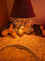 Kuikens hennen, Femelle, Poule ou poulet