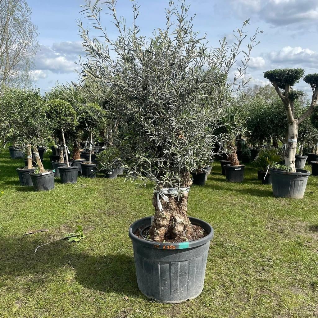 ‼️olijfbomen olea europaea dikke stammen aan promoprijzen‼️, Jardin & Terrasse, Plantes | Arbres, Enlèvement