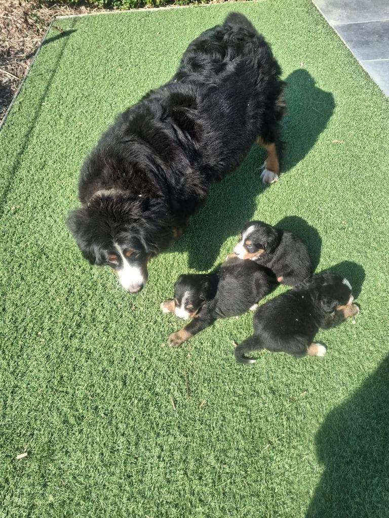 Berner sennen pups, Dieren en Toebehoren, Honden | Bulldogs, Pinschers en Molossers, Meerdere dieren, Sennenhond, Fokker | Hobbymatig