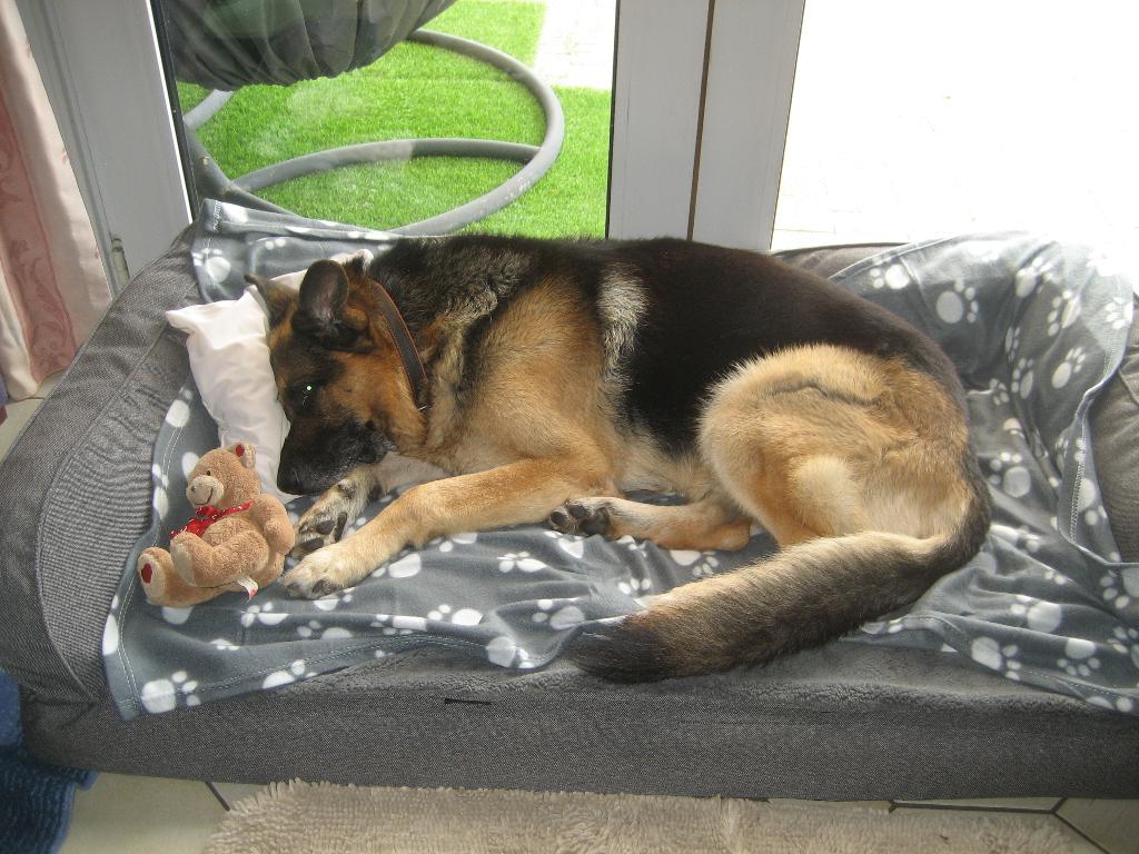 Xl orthopedische hondenbank, Dieren en Toebehoren, Ophalen of Verzenden, Gebruikt, Stof