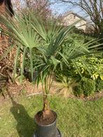 Palmier Trachycarpus résistant à l'hiver, Enlèvement, Palmier