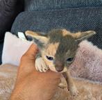 chaton sphynx, Animaux & Accessoires, Chatte ou Chat, 0 à 2 ans