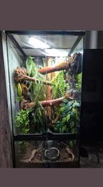 Wimpergekko + terrarium bieden, Dieren en Toebehoren, Ophalen, Zo goed als nieuw, Terrarium of Paludarium