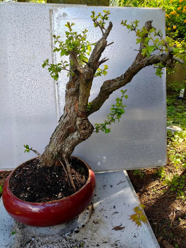 Oude meidoorn bonsai eenstijlige wit., Ophalen