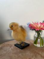 Opgezet taxidermie eendje, Ophalen