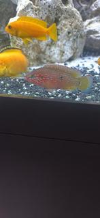 Rode Amerikaanse acara, Dieren en Toebehoren, Vissen | Aquariumvissen