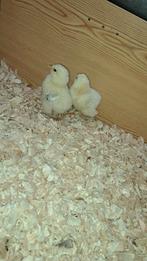 Brahma zalm kuikens, Dieren en Toebehoren, Geslacht onbekend, Kip