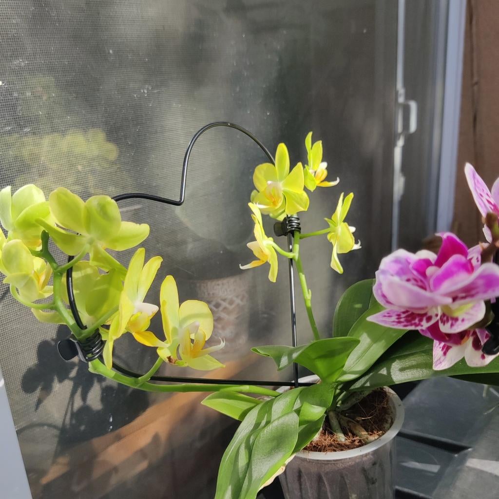 Lot de 3  orchidées phalaenopsis jaune, Huis en Inrichting, Kamerplanten, Ophalen, In pot
