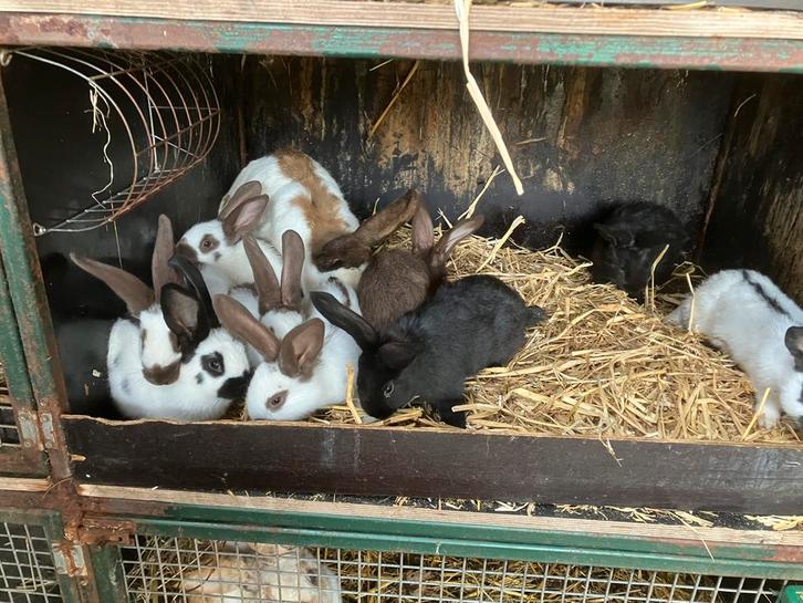 Jonge reuzevlinders/lotharingers, Animaux & Accessoires, Rongeurs, Plusieurs animaux, Janvier