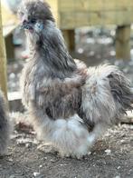 Zilverpatrijs USA zijdehoen haan, Dieren en Toebehoren, Pluimvee, Mannelijk, Kip