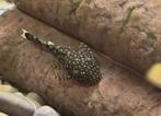 Sailfin pleco's, Dieren en Toebehoren, Vis, Zoetwatervis