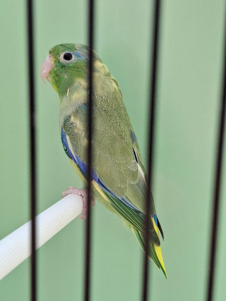 Bonte forpus oogring, Animaux & Accessoires, Oiseaux | Perruches & Perroquets, Plusieurs animaux, Perroquet nain ou Inséparable