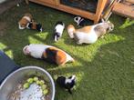 Verschillende cavia's, Dieren en Toebehoren