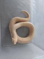 Haakneus collectie, Animaux & Accessoires, Reptiles & Amphibiens, Serpent