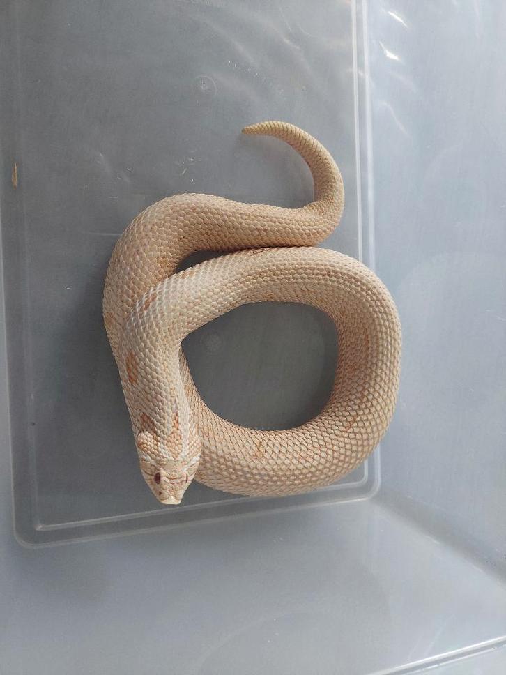 Haakneus collectie, Animaux & Accessoires, Reptiles & Amphibiens, Serpent