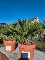 Europese dwergpalm - Chamaerops Humilis, Enlèvement