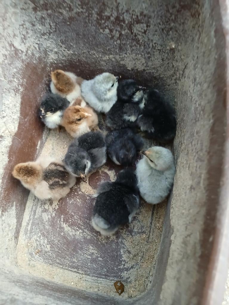 Cochin kriel kuikens 5 euro per stuk