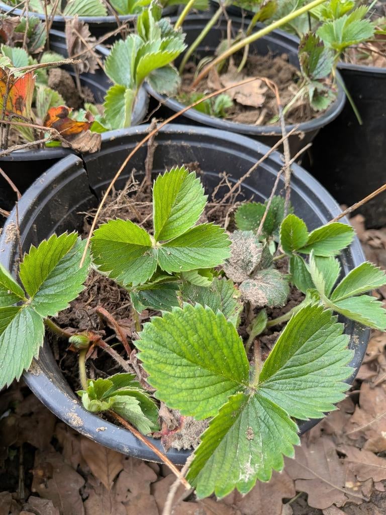 Plants de fraisiers à vendre - 4 à 5 plants par pot, Enlèvement ou Envoi