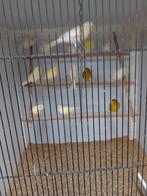 Mooien groote gezonde vogels, Dieren en Toebehoren, Vogels | Kanaries