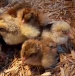 Brahma poussin perdrix doree maillee noire, Enlèvement