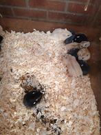 Dwerghamsters, Dieren en Toebehoren, Knaagdieren, Hamster, Februari, Meerdere dieren, Tam