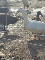 Krombek eenden, Dieren en Toebehoren, Pluimvee