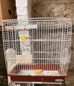 Petite cage a oiseaux, Enlèvement