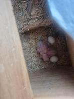 Jong dwergpapegaaien