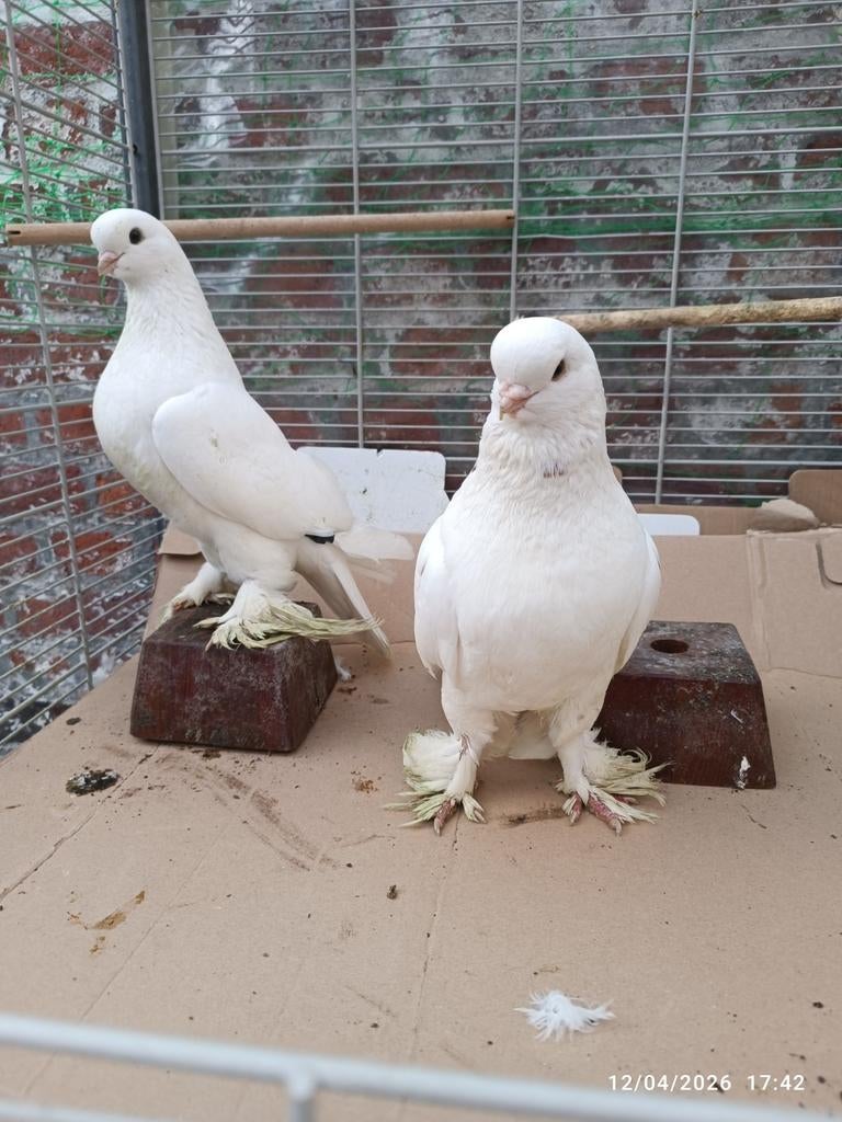 Top Langvoorhoofd Tuimelaar koppel