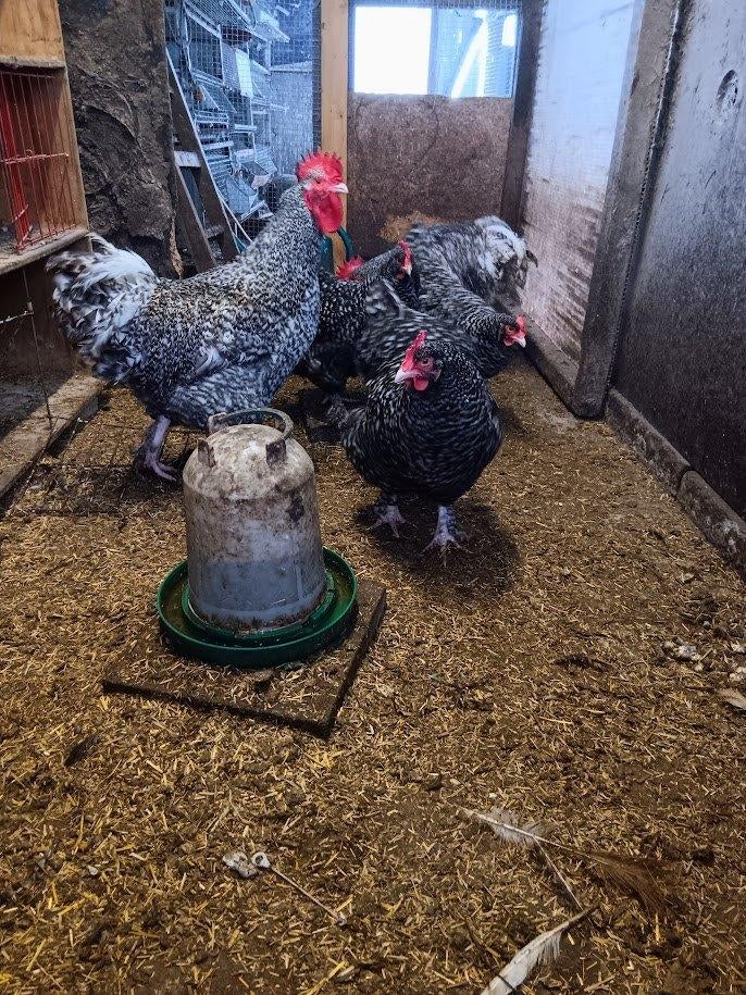 mechelse koekoek broedeieren