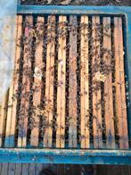 bijenvolken te koop, Enlèvement, Neuf