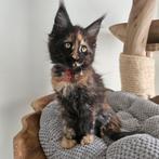 Maine coon xxl kittens met kampioen stamboom Russisch lijn, Plusieurs animaux, Avec pedigree, 0 à 2 ans