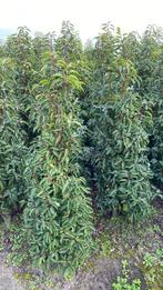 Laurier portugais, Jardin & Terrasse, Enlèvement, Laurier, Arbuste