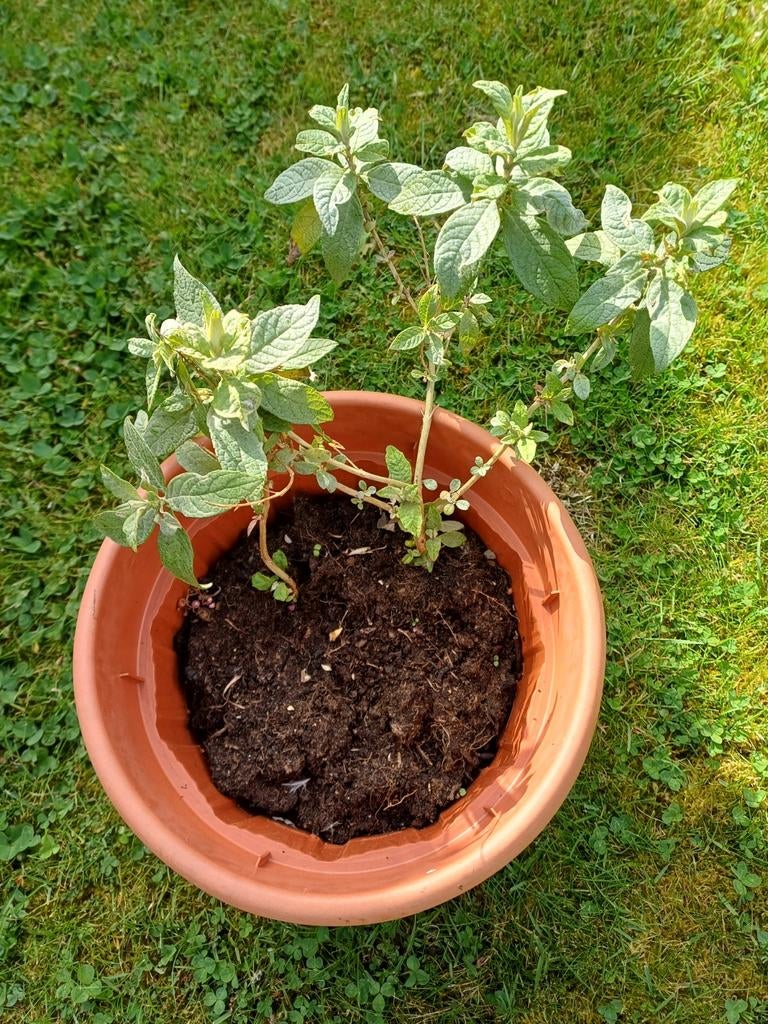 Buddleya/vlinderstruik - rood, Tuin en Terras, Planten | Tuinplanten, Ophalen, Zomer, Volle zon
