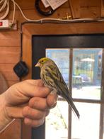Kruisingen, Mâle, Oiseau chanteur sauvage, Bagué