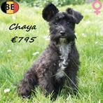Schnoodle puppy's te koop (Belgisch), Dieren en Toebehoren, Parvo, België, 15 weken tot 1 jaar, Handelaar
