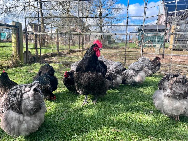 Broedeieren orpington groot, Animaux & Accessoires, Volatiles, Poule ou poulet, Sexe inconnu