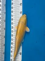 30 cm Karasigoi koi, Carpe ou Koï