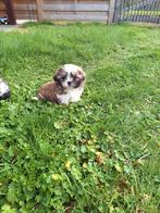 Shih tzu pups, Autres races, Belgique, Plusieurs, Hépatite contagieuse (maladie de Rubarth)