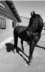 9 jarige ruin, Dieren en Toebehoren, Minder dan 160 cm, B, Ruin, 7 tot 10 jaar