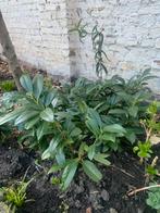 Laurier, Jardin & Terrasse, Plantes | Arbustes & Haies, Enlèvement, Laurier